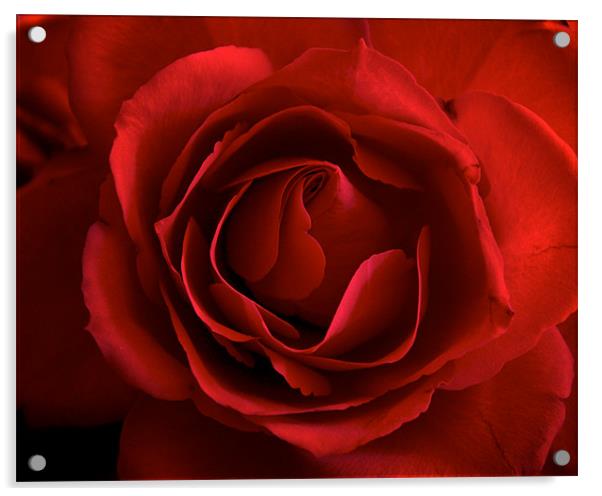 The Perfect Red Rose for Love. Acrylic by K. Appleseed.