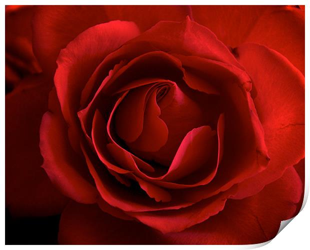 The Perfect Red Rose for Love. Print by K. Appleseed.
