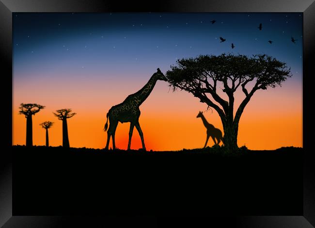 giraffes at sunset Framed Print by Guido Parmiggiani