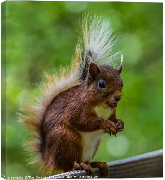 Red squirrel profile Canvas Print by Tom Dolezal