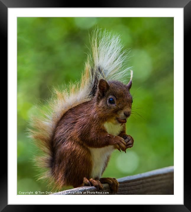 Red squirrel profile Framed Mounted Print by Tom Dolezal