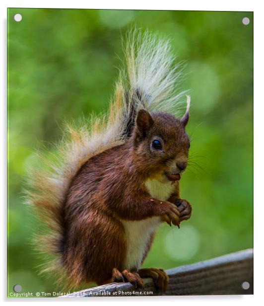 Red squirrel profile Acrylic by Tom Dolezal