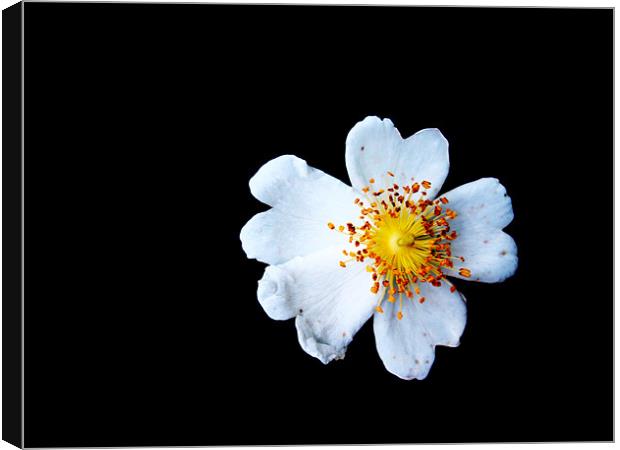Dog Rose, Occombe Farm. Canvas Print by K. Appleseed.