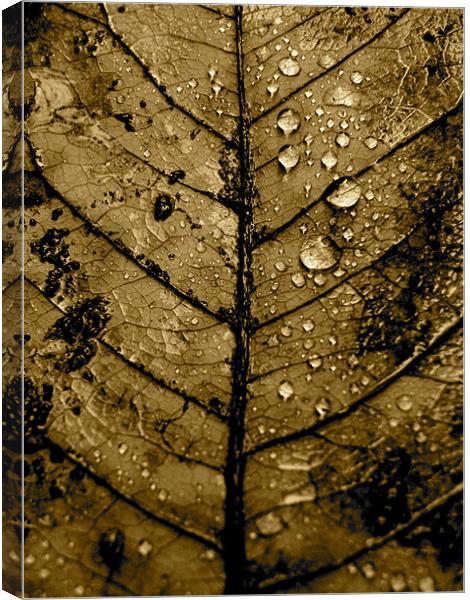 Leaf Canvas Print by K. Appleseed.