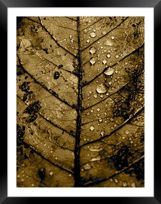 Leaf Framed Mounted Print by K. Appleseed.