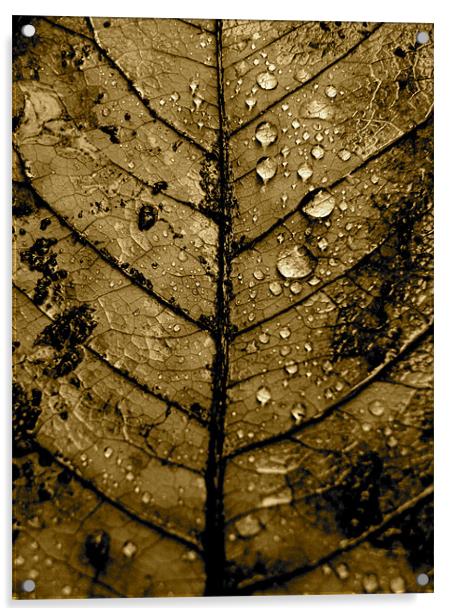 Leaf Acrylic by K. Appleseed.