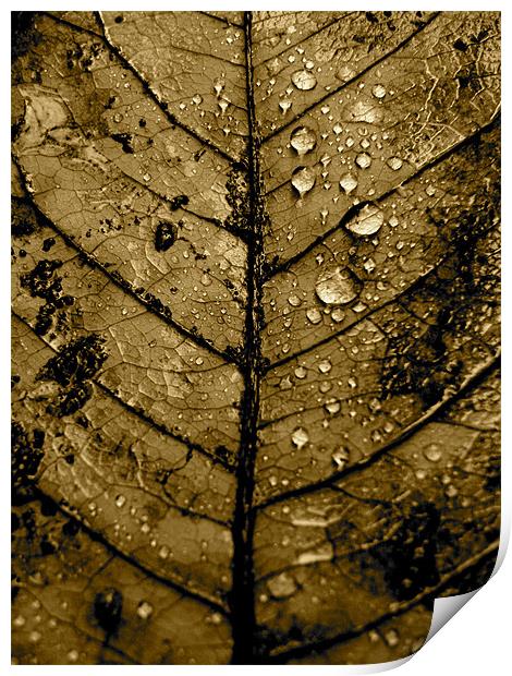 Leaf Print by K. Appleseed.