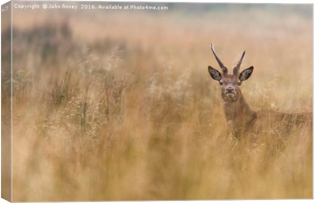 Wild Deer in Derbyshire Canvas Print by John Finney