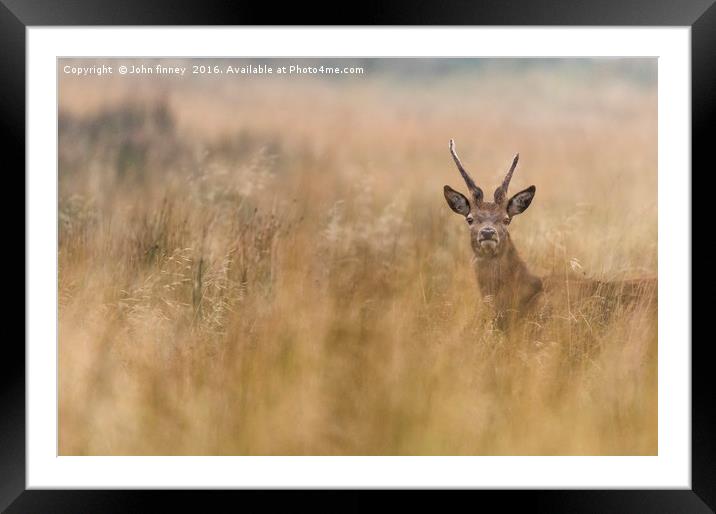 Wild Deer in Derbyshire Framed Mounted Print by John Finney