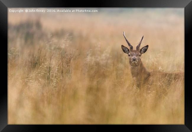 Wild Deer in Derbyshire Framed Print by John Finney