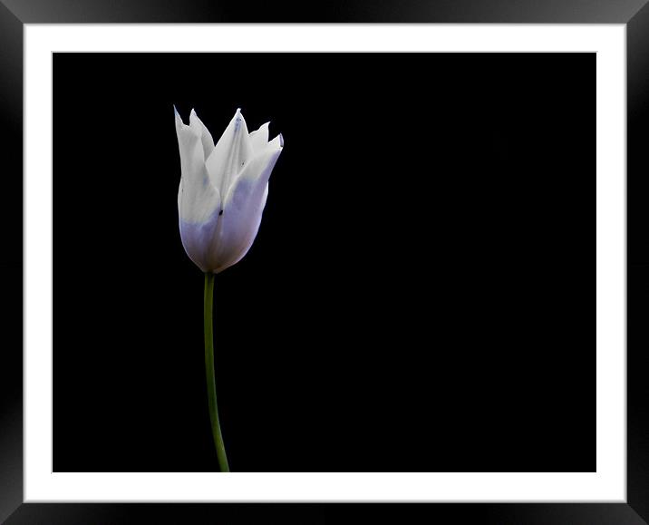 Tulip. Framed Mounted Print by K. Appleseed.