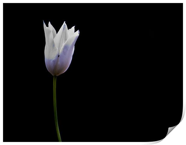 Tulip. Print by K. Appleseed.