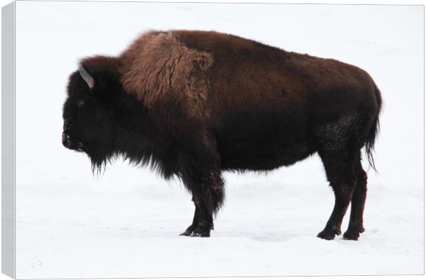 Bison Canvas Print by Carl Brownell