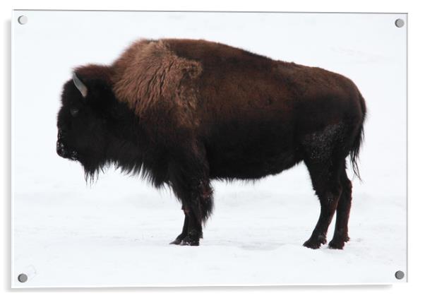 Bison Acrylic by Carl Brownell