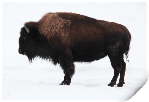 Bison Print by Carl Brownell