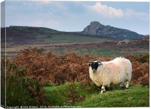 Dartmoor Sheep Canvas Print by Nymm Gratton