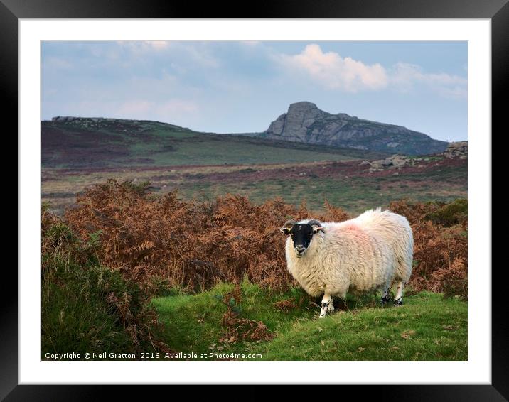 Dartmoor Sheep Framed Mounted Print by Nymm Gratton