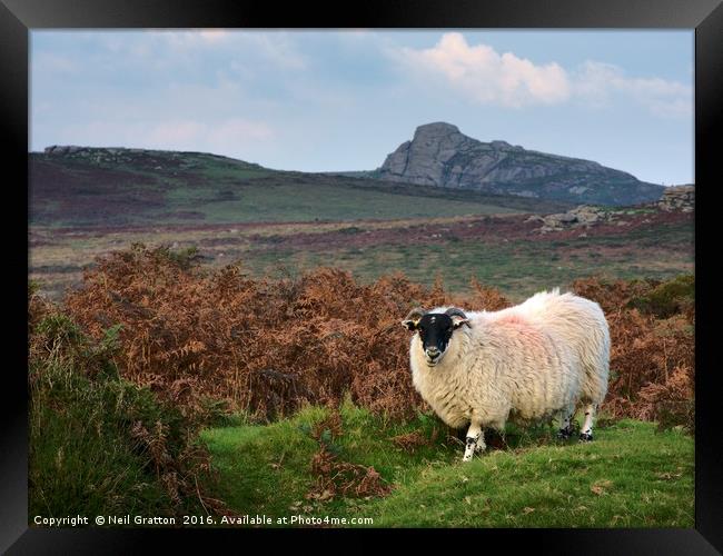 Dartmoor Sheep Framed Print by Nymm Gratton