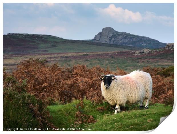 Dartmoor Sheep Print by Nymm Gratton