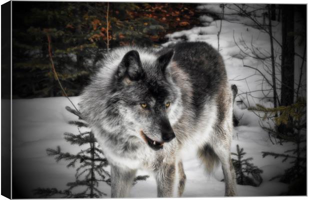 Hungry Wolf Canvas Print by Carl Brownell