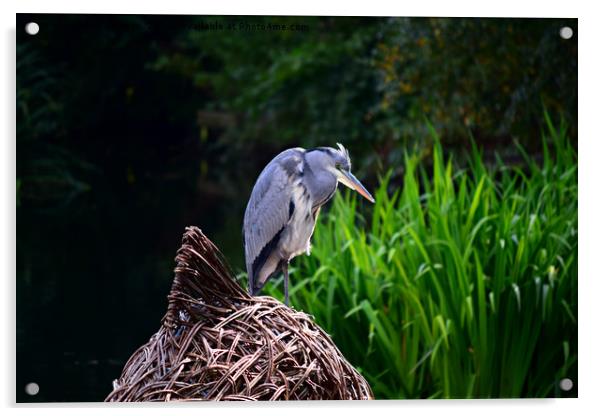 Grey Heron Acrylic by Derrick Fox Lomax