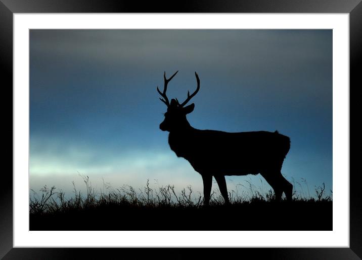 Stag Silhouette Framed Mounted Print by Macrae Images
