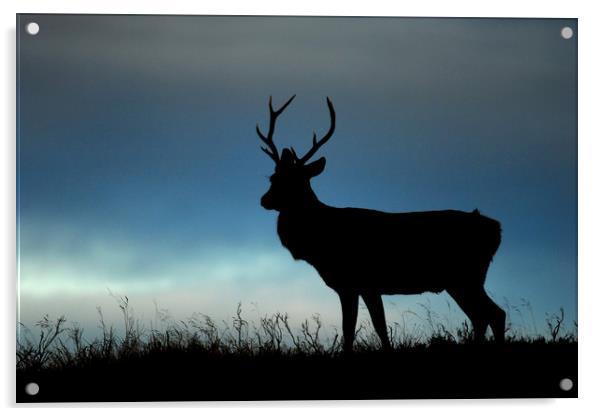 Stag Silhouette Acrylic by Macrae Images