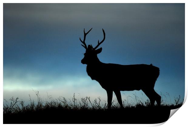 Stag Silhouette Print by Macrae Images