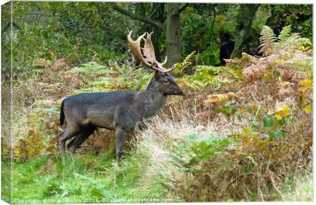 Fallow Deer Stag on Cannock Chase Canvas Print by Nick Jenkins