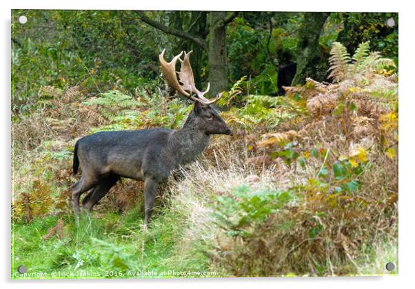 Fallow Deer Stag on Cannock Chase Acrylic by Nick Jenkins