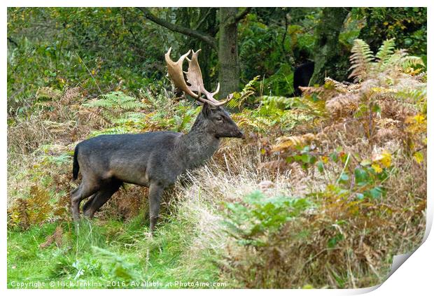 Fallow Deer Stag on Cannock Chase Print by Nick Jenkins