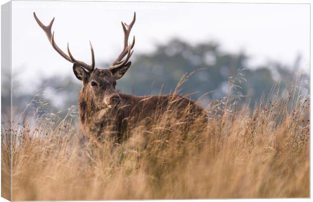 Wild Stag with large antlers in the rutting season Canvas Print by John Finney
