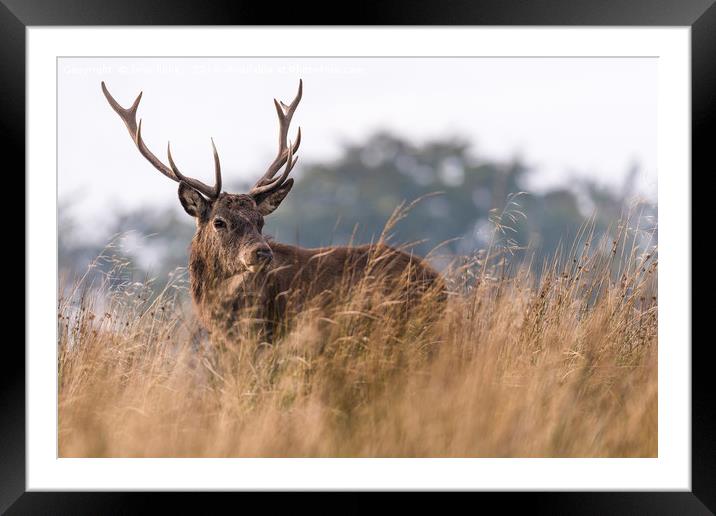 Wild Stag with large antlers in the rutting season Framed Mounted Print by John Finney