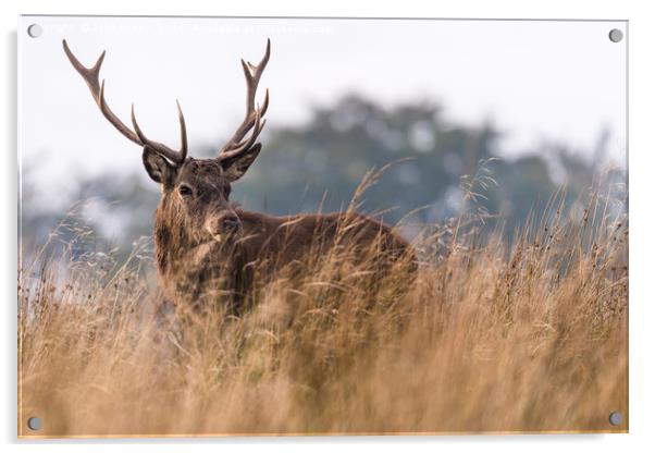 Wild Stag with large antlers in the rutting season Acrylic by John Finney