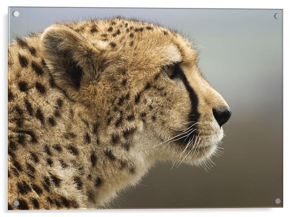 Cheetah Head profile Acrylic by Mike Gorton