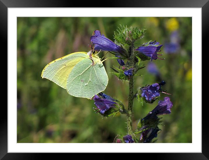 Brimstone Butterfly Framed Mounted Print by Jacqi Elmslie