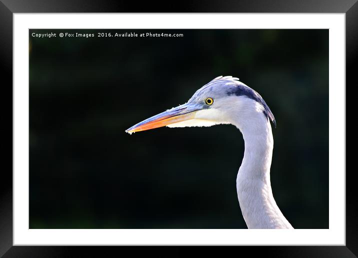Grey Heron Framed Mounted Print by Derrick Fox Lomax