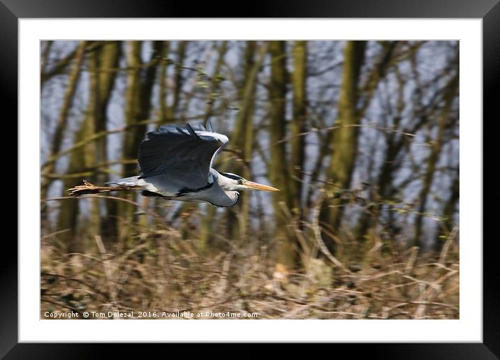 Grey Heron flyby Framed Mounted Print by Tom Dolezal