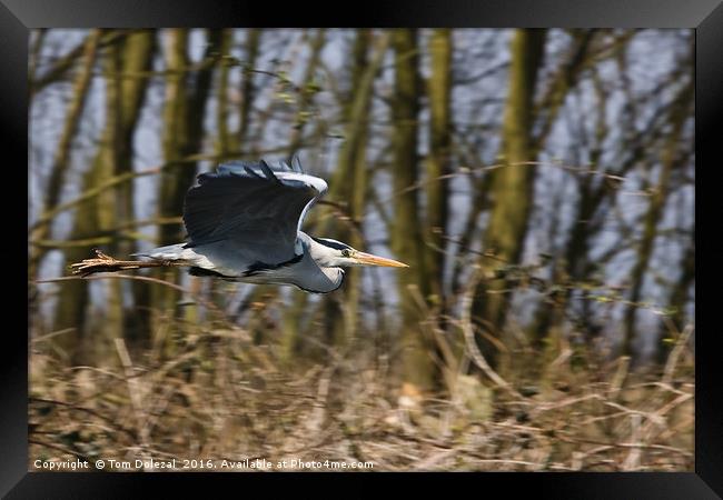 Grey Heron flyby Framed Print by Tom Dolezal