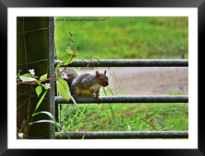 Grey squirell Framed Mounted Print by Derrick Fox Lomax