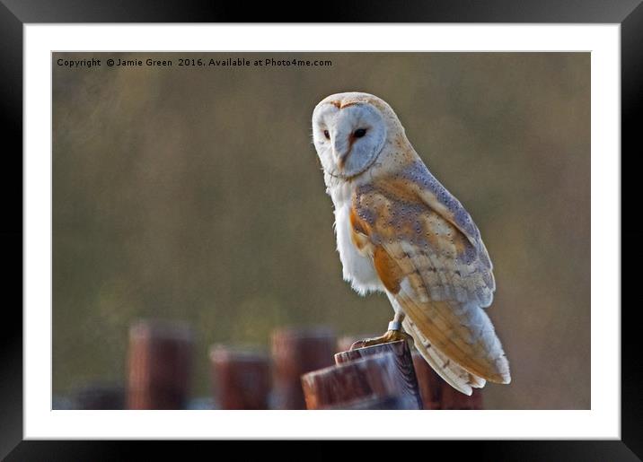 Barn Owl Framed Mounted Print by Jamie Green