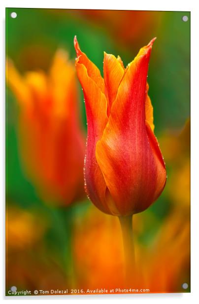 Tulip dew Acrylic by Tom Dolezal