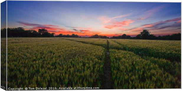 Cornfield sunset Canvas Print by Tom Dolezal