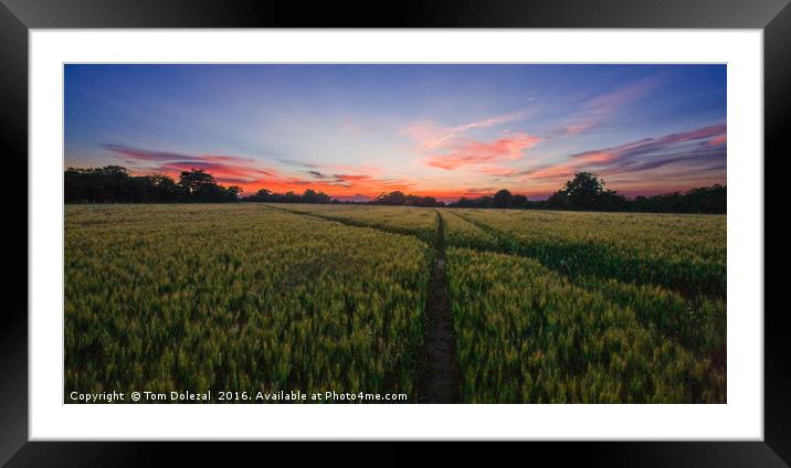 Cornfield sunset Framed Mounted Print by Tom Dolezal