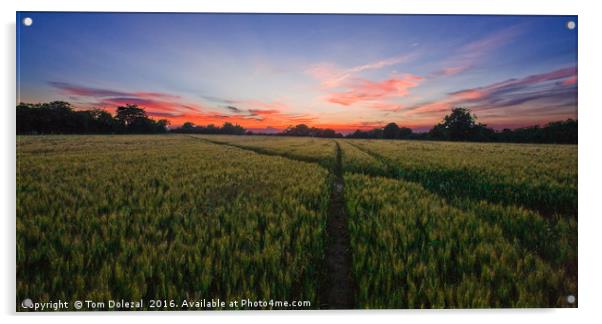 Cornfield sunset Acrylic by Tom Dolezal