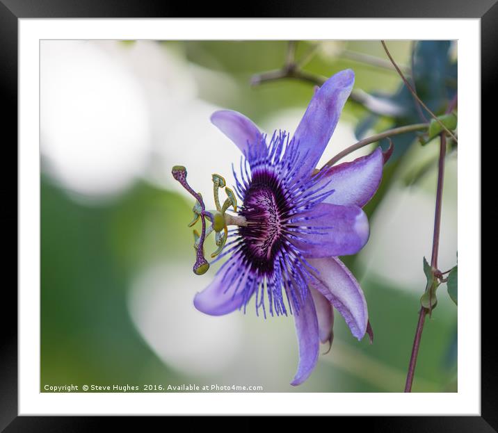 Purple Passiflora flower Framed Mounted Print by Steve Hughes