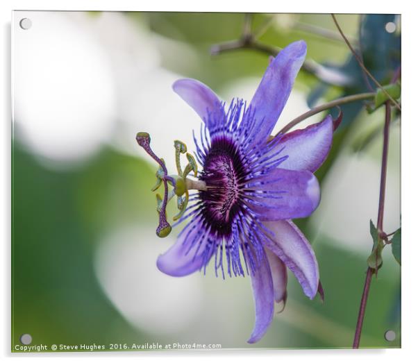 Purple Passiflora flower Acrylic by Steve Hughes
