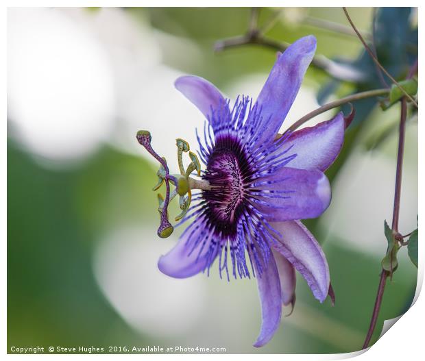 Purple Passiflora flower Print by Steve Hughes