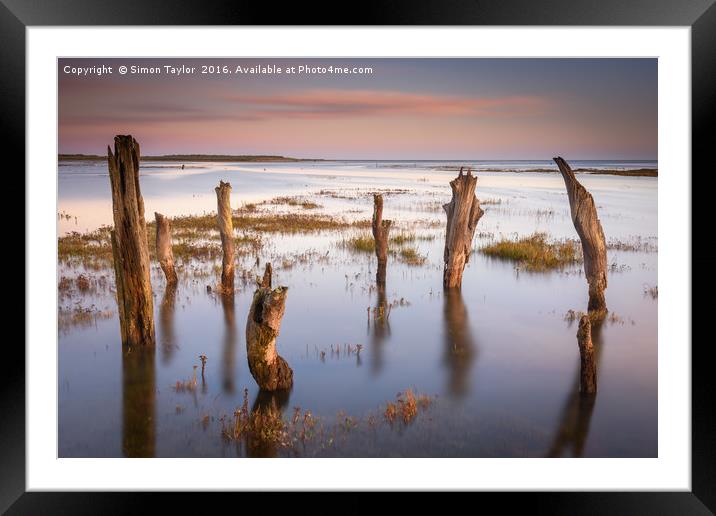 Thornham Stumps at high tide Framed Mounted Print by Simon Taylor