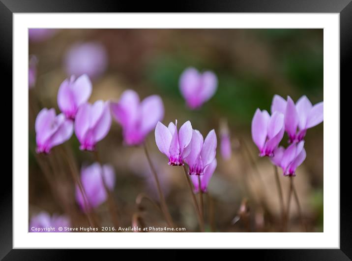 Tiny Pink Cyclamen Framed Mounted Print by Steve Hughes